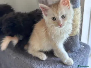 Maine Coon cats Maine Coon Kittens-Cream Boy and Black Smoke - Advert 5