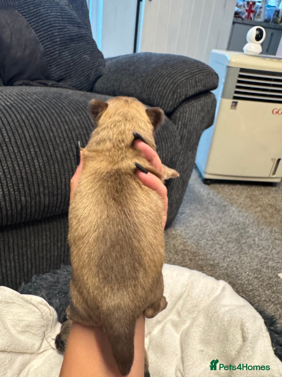 Chihuahua dogs for sale: Chihuahua puppies for sale - Image 3