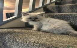 Ragdoll cats for sale: Three beautiful fluff balls!  - Image 2