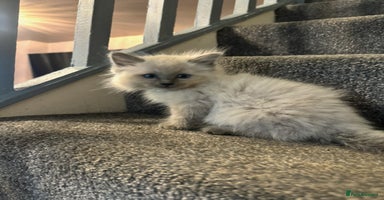 Ragdoll cats - Advert 14
