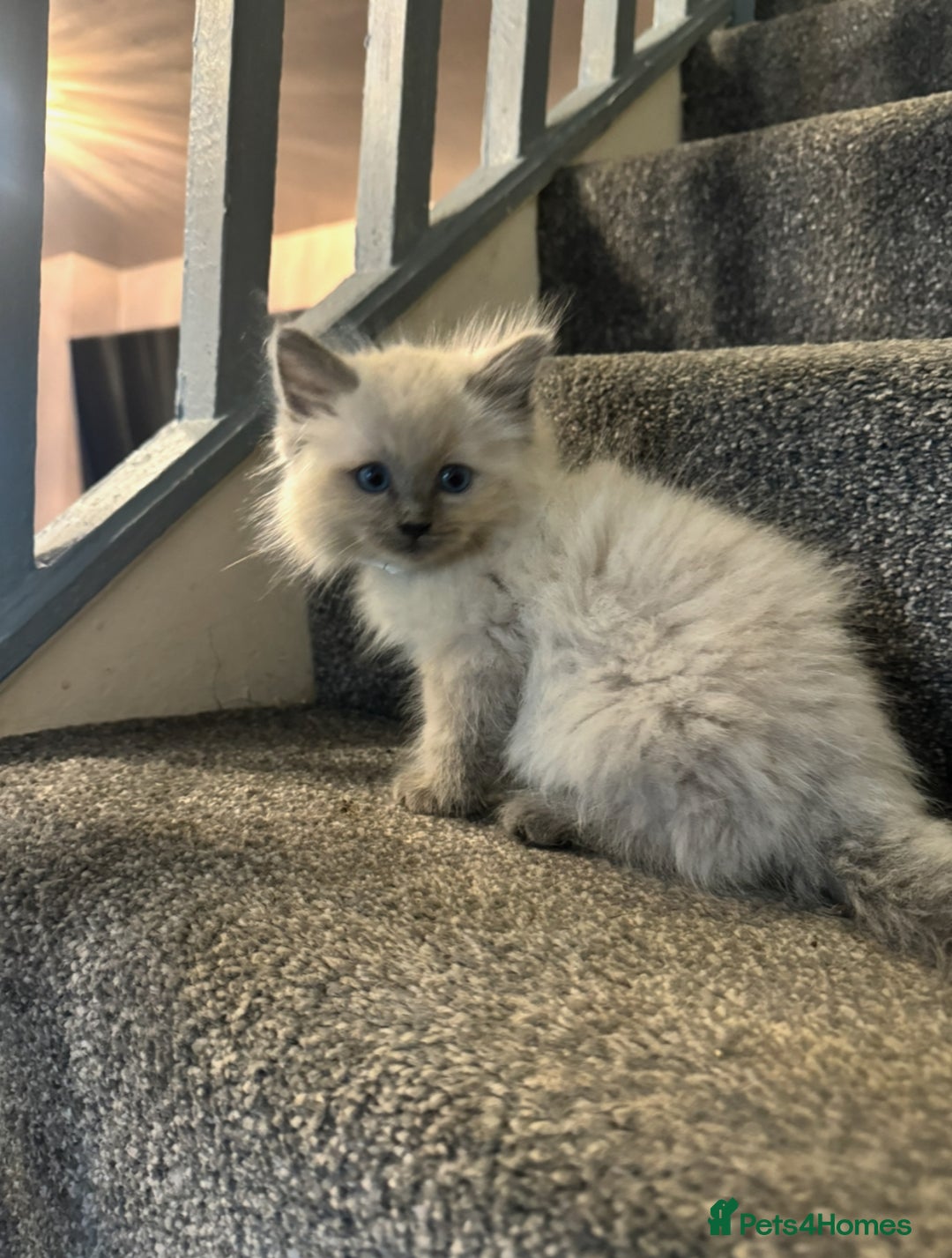 Ragdoll cats for sale: Three beautiful fluff balls!  - Image 2
