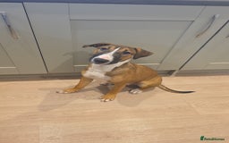 English Bull Terrier dogs for sale: Penny - Image 2