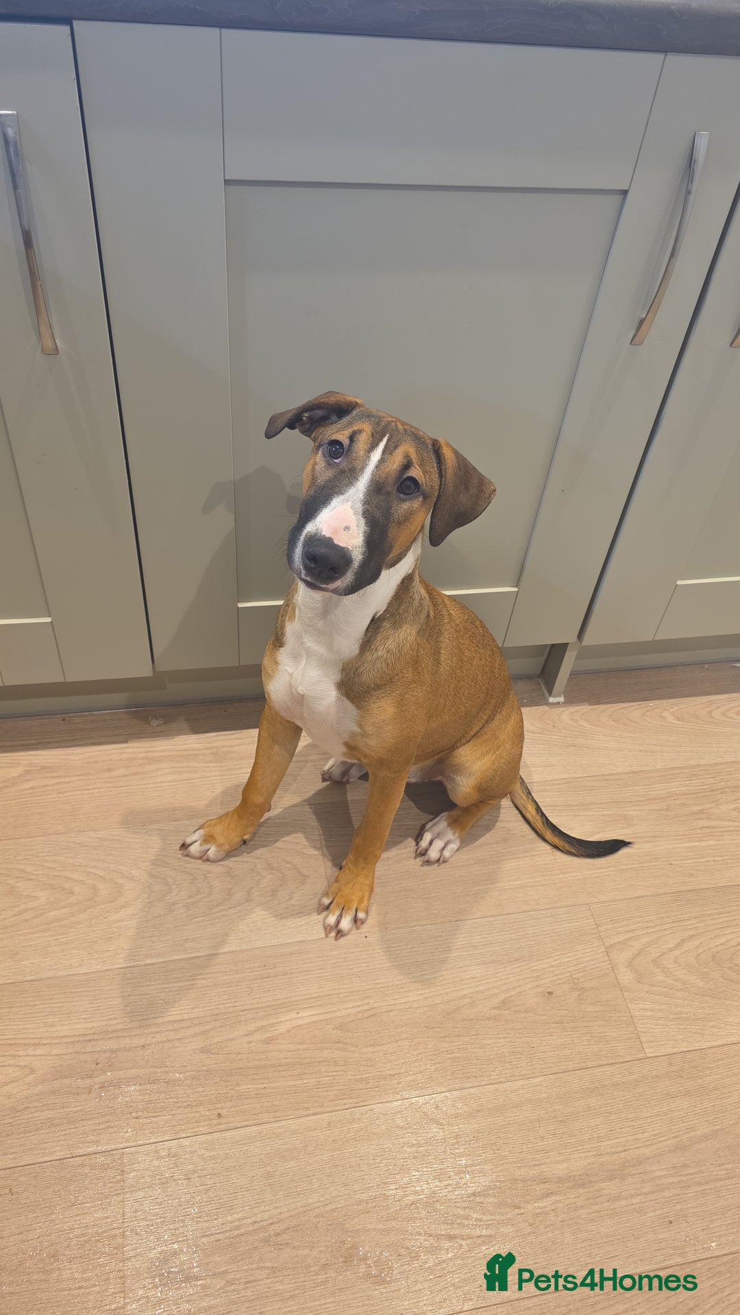 English Bull Terrier dogs for sale: Penny - Image 2