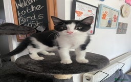 Mixed Breed cats for sale: Black & White kittens - Image 1