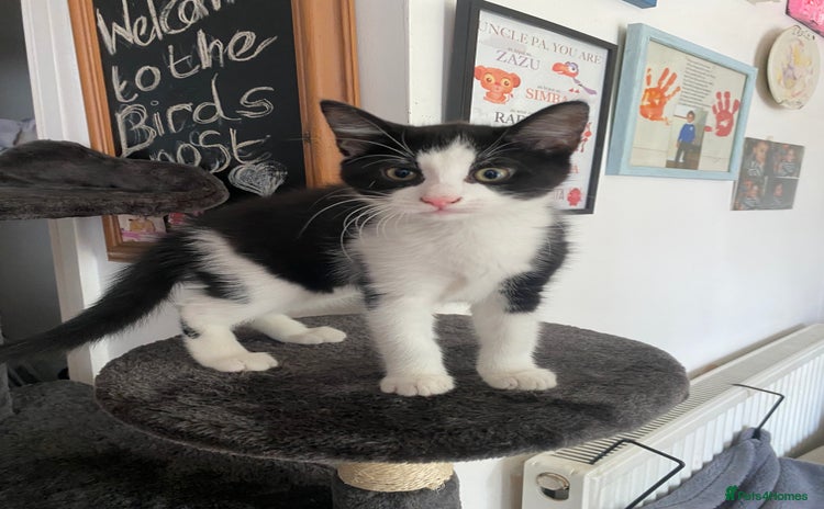 Mixed Breed cats - Advert 1