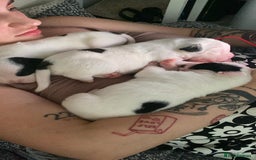 Mixed Breed dogs for sale: French bulldog cross American bulldog  - Image 14