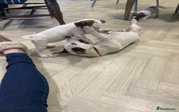 Jack Russell dogs for sale: Two girl puppies available  - Image 17