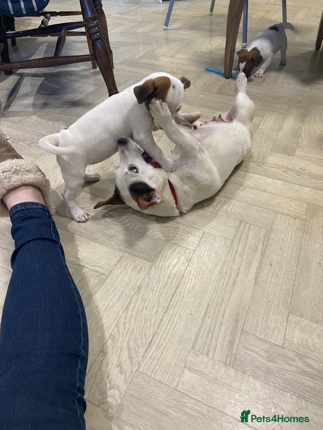 Jack Russell dogs for sale: Two girl puppies available  - Image 17