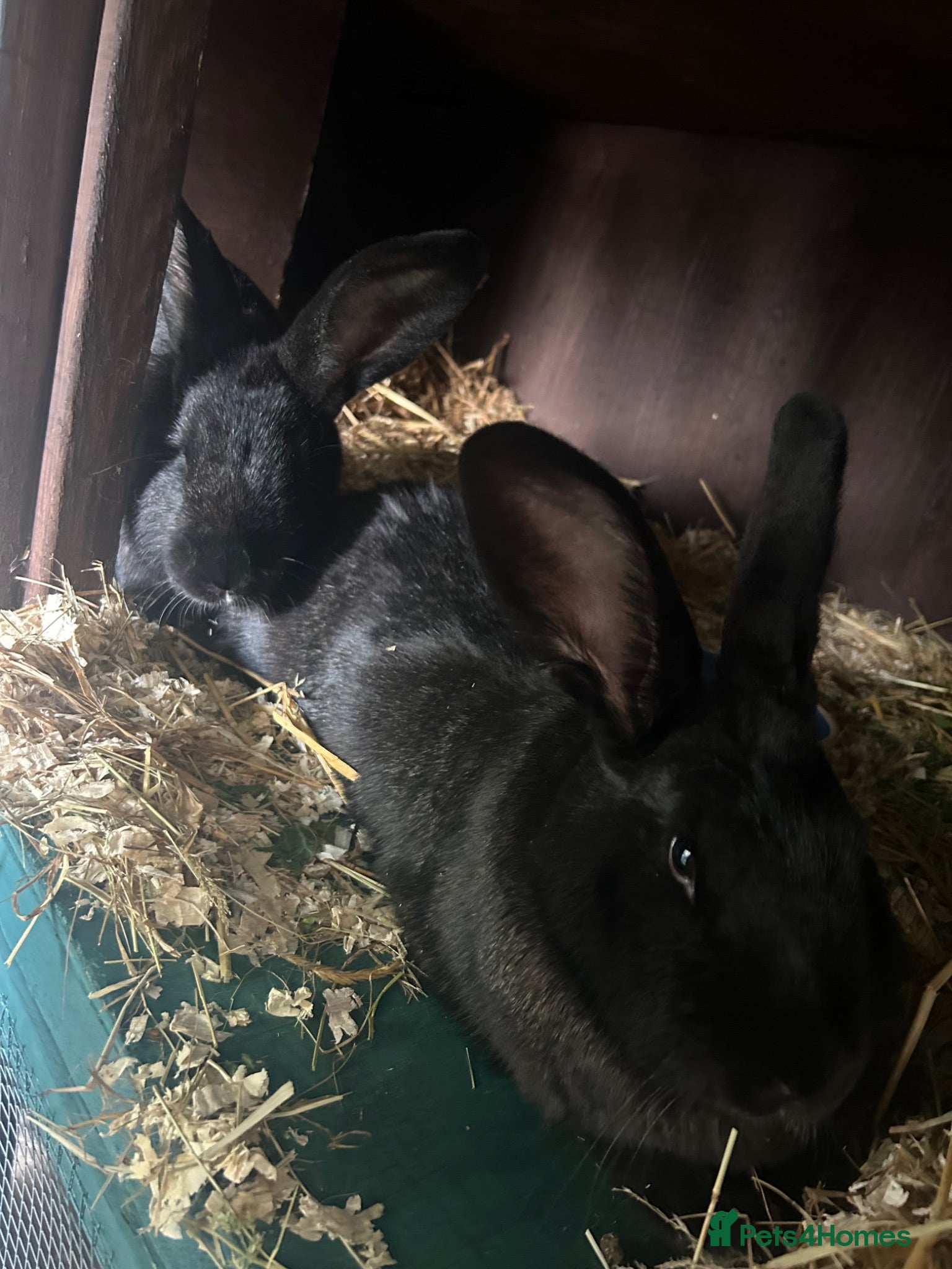 Continental Giant rabbits Neutered Bonded pair continental giants - Advert 7