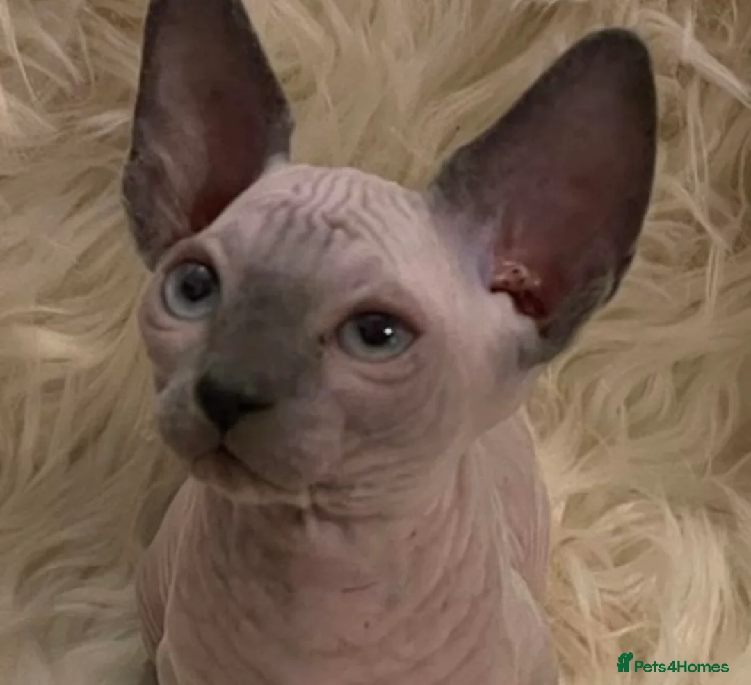 Sphynx cats for sale: Amazing Sphynx & Elf Kittens  - Advert 25