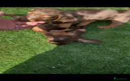 Miniature Dachshund dogs for sale: Delightful litter of KC Longhaired Mini Dachshunds - Image 12