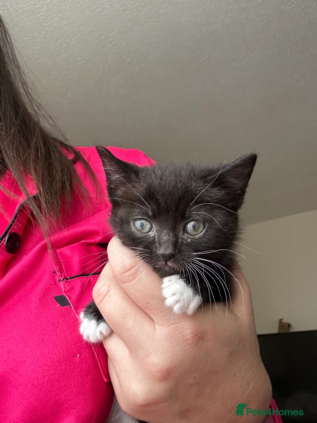 Mixed Breed cats for sale: Kittens ready now  - Advert 7