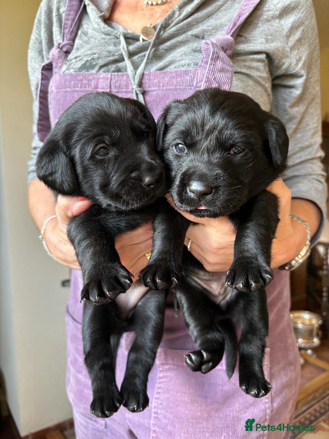 Labrador Retriever dogs for sale: Fabulous KC registered labradors - Image 8
