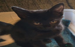 Mixed Breed cats for sale: 5 kittens for sale - Image 4