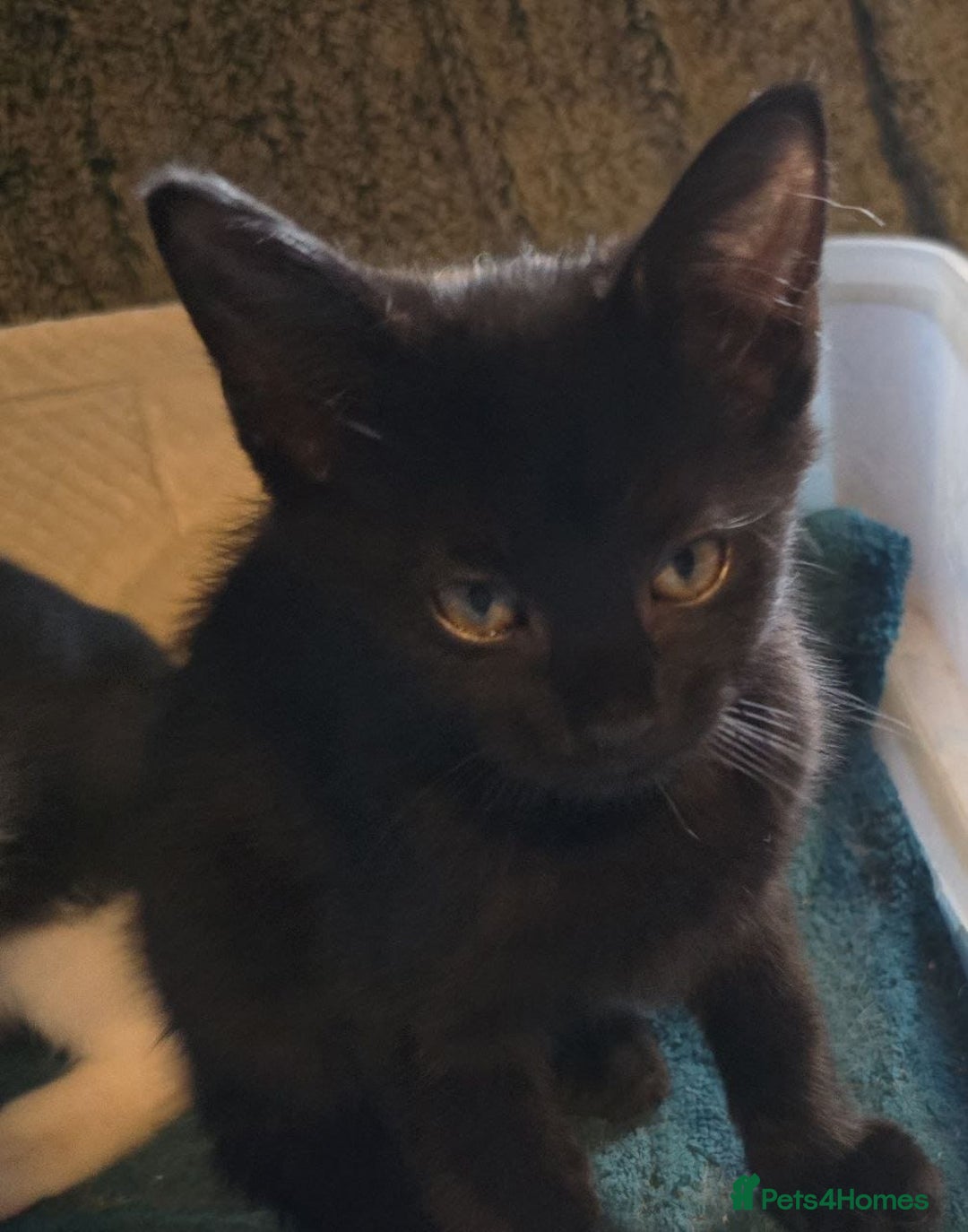 Mixed Breed cats for sale: 5 kittens for sale - Image 4