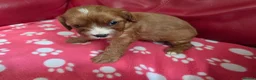 Mixed Breed dogs for sale: Cavapoo f1b - Advert 4