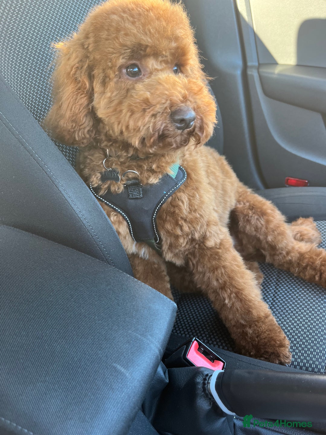 Miniature Poodle dogs for stud: Miniature Poodle (Red) STUD  in Kirkcaldy - Advert 2