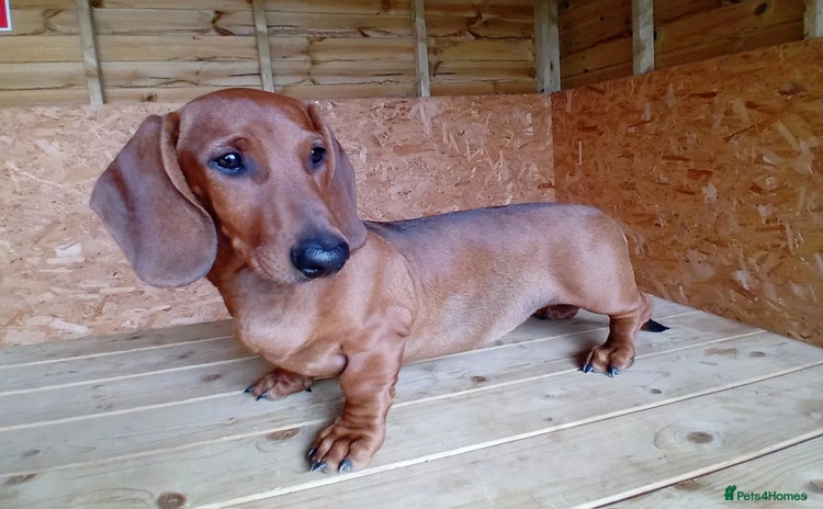 Dachshund dogs - Advert 1