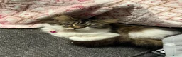 Mixed Breed cats for sale: 2 kittens  - Advert 8
