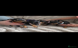 Miniature Pinscher dogs for sale: Beautiful Miniature pinscher Puppies  - Image 4