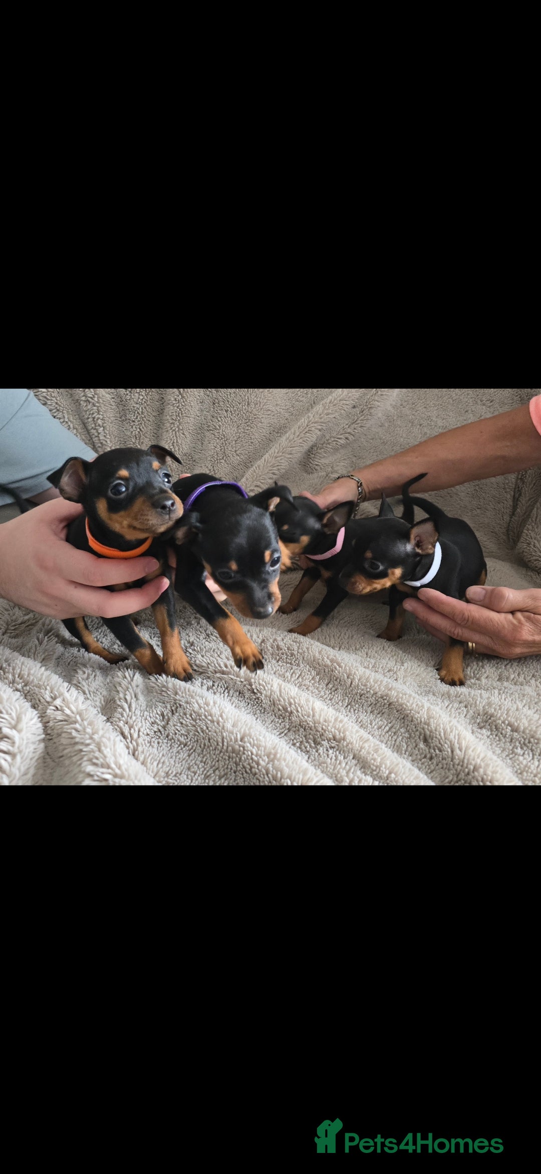 Miniature Pinscher dogs for sale: Beautiful Miniature pinscher Puppies  - Image 4