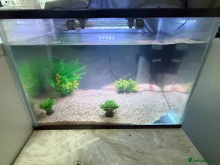 Axolotl reptiles 2 albino axolotls and 25l tank full setup - Advert 6