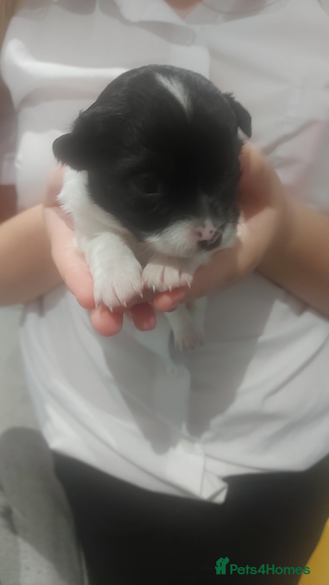 Chihuahua dogs for sale: Chihuahua  - Image 7