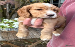 Cocker Spaniel dogs for sale: 3 Working Cocker boy puppies for sale - Image 5