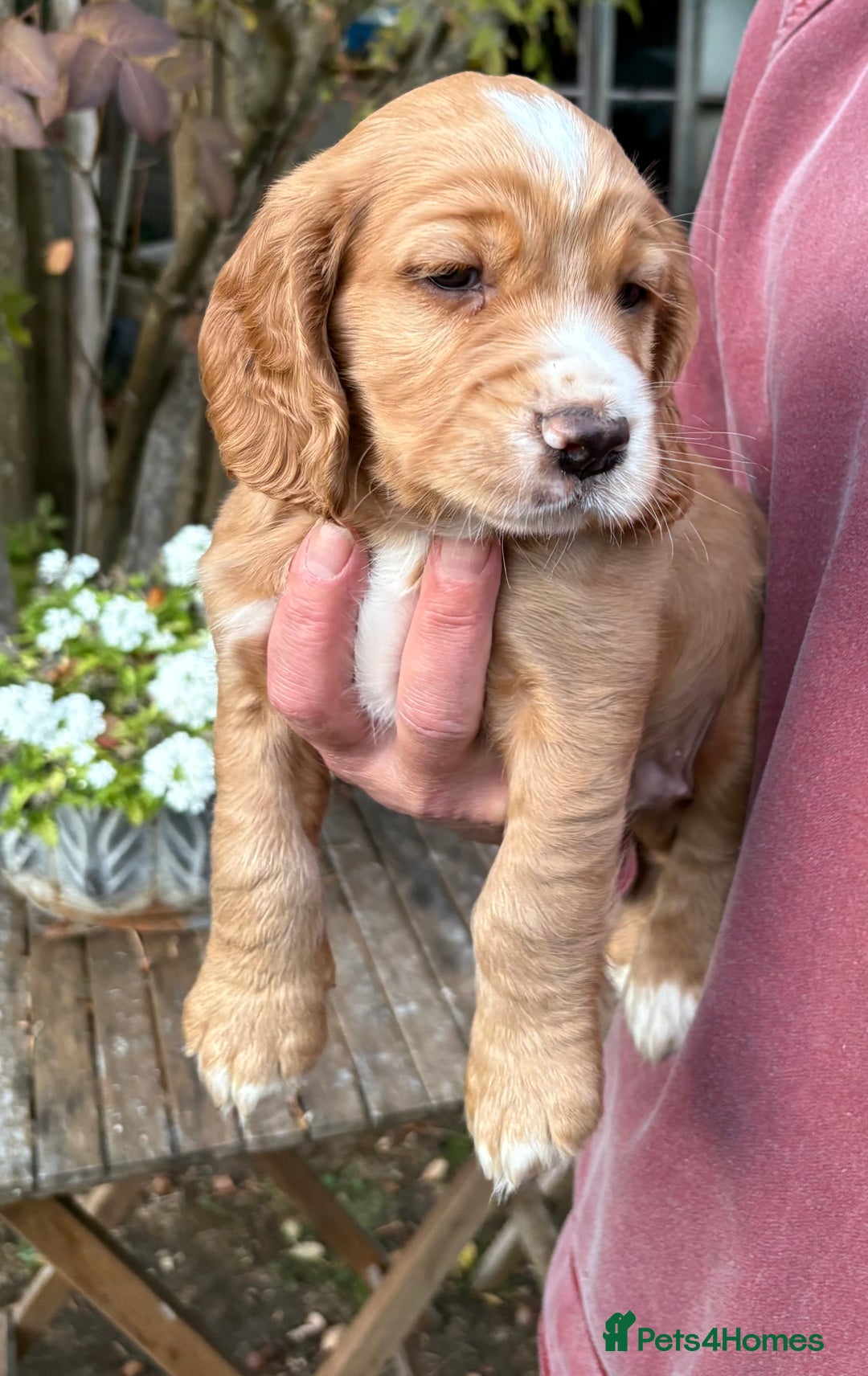 Cocker Spaniel dogs for sale: 3 Working Cocker boy puppies for sale - Image 5