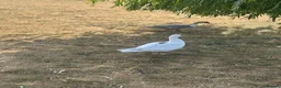 Guinea Fowl poultry for sale: Muscovie Ducks& Guinea fowls  - Advert 6