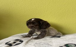 Cocker Spaniel dogs for sale: KC Show Chocolate Roan Boy! - ready 5th October!! - Image 21