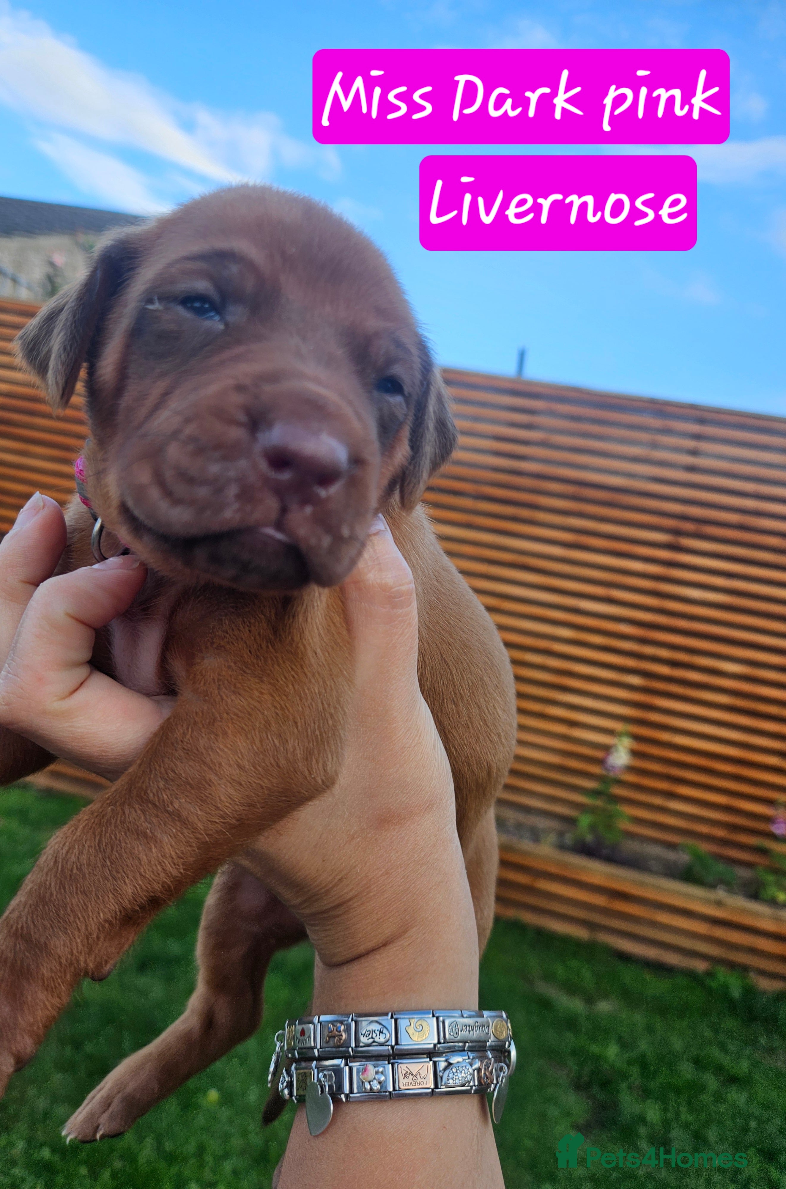 Rhodesian Ridgeback dogs Beautiful Rhodesian Ridgeback Puppies  - Advert 2