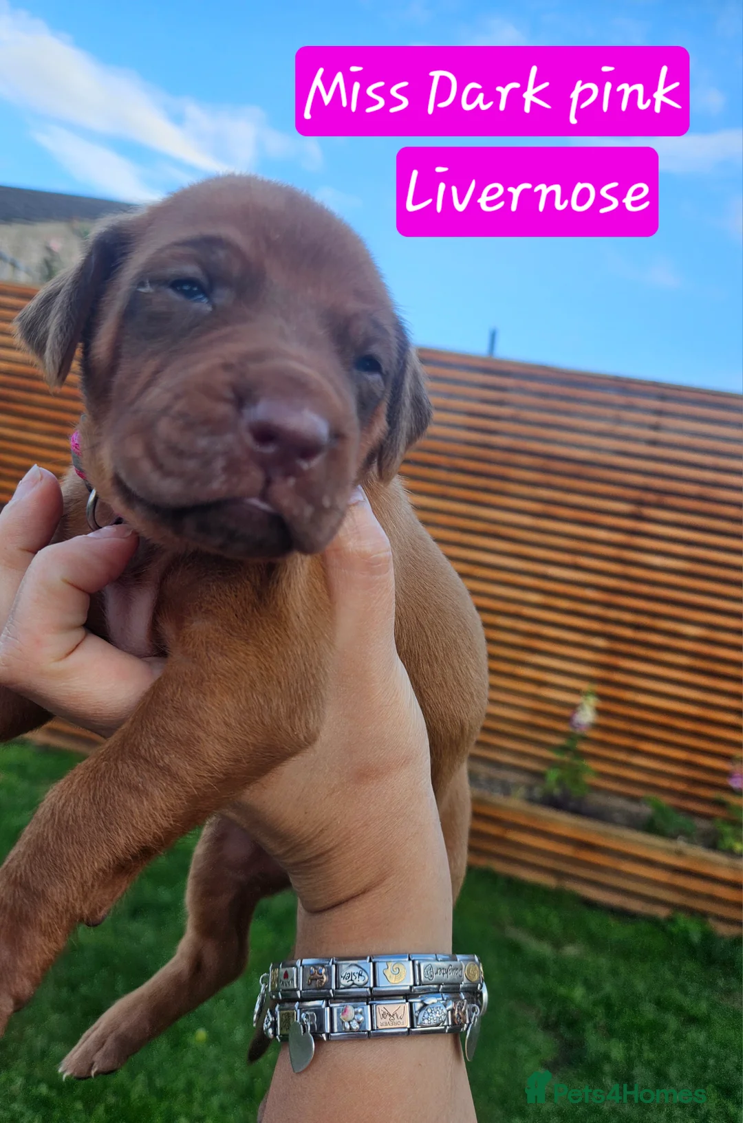 Rhodesian Ridgeback dogs for sale: Beautiful Rhodesian Ridgeback Puppies  in Doncaster - Advert 2