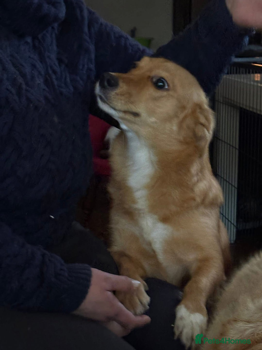 Mixed Breed dogs for adoption: Rose - Norwich Norfolk  - Advert 8