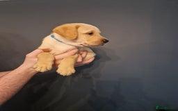 Labrador Retriever dogs for sale:  KC REG LABRADOR PICK OF LITTER AVAILABLE  in Preston - Image 7