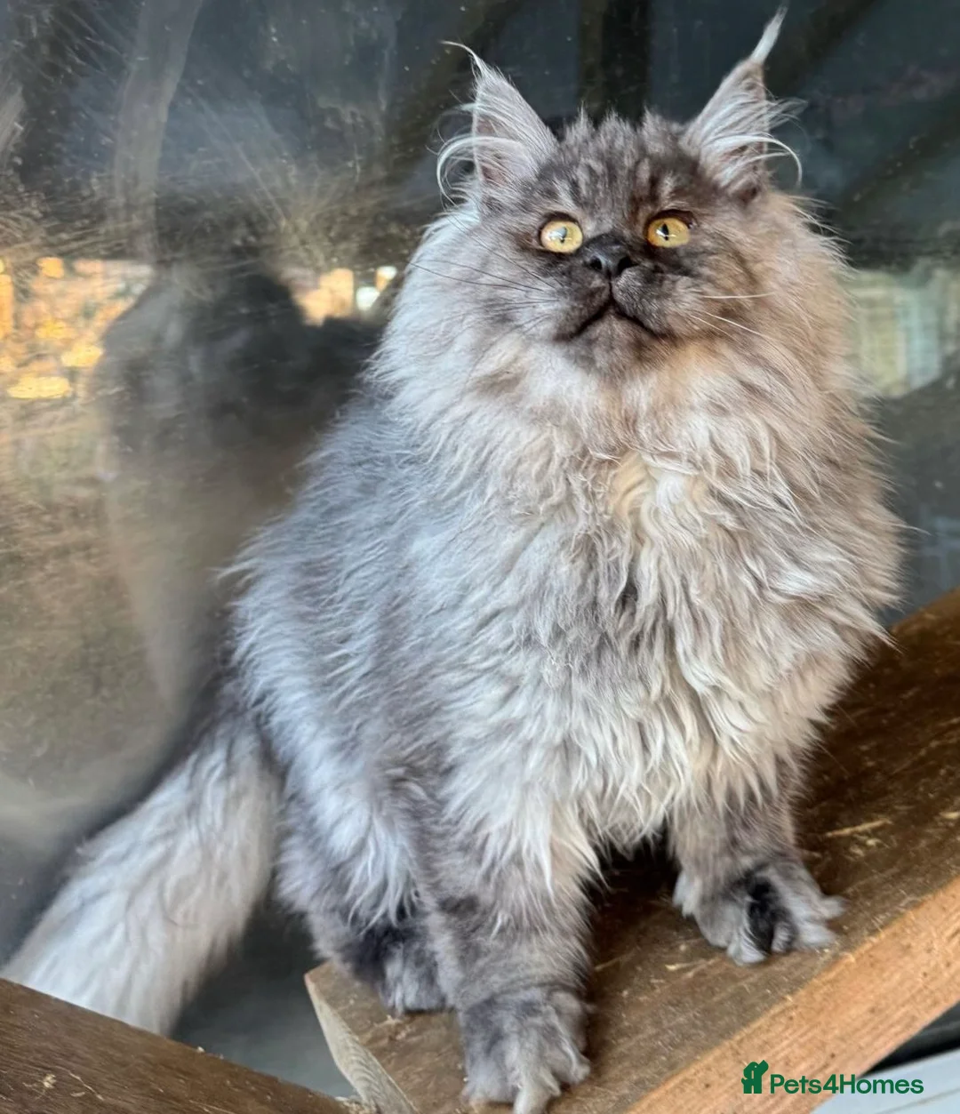 Maine Coon cats for sale: XXL Maine Coon Male - Advert 4