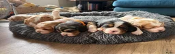 Beaglier dogs for sale: 🐾 Millie’s Beautiful Second & Final Litter 🐾 - Advert 1