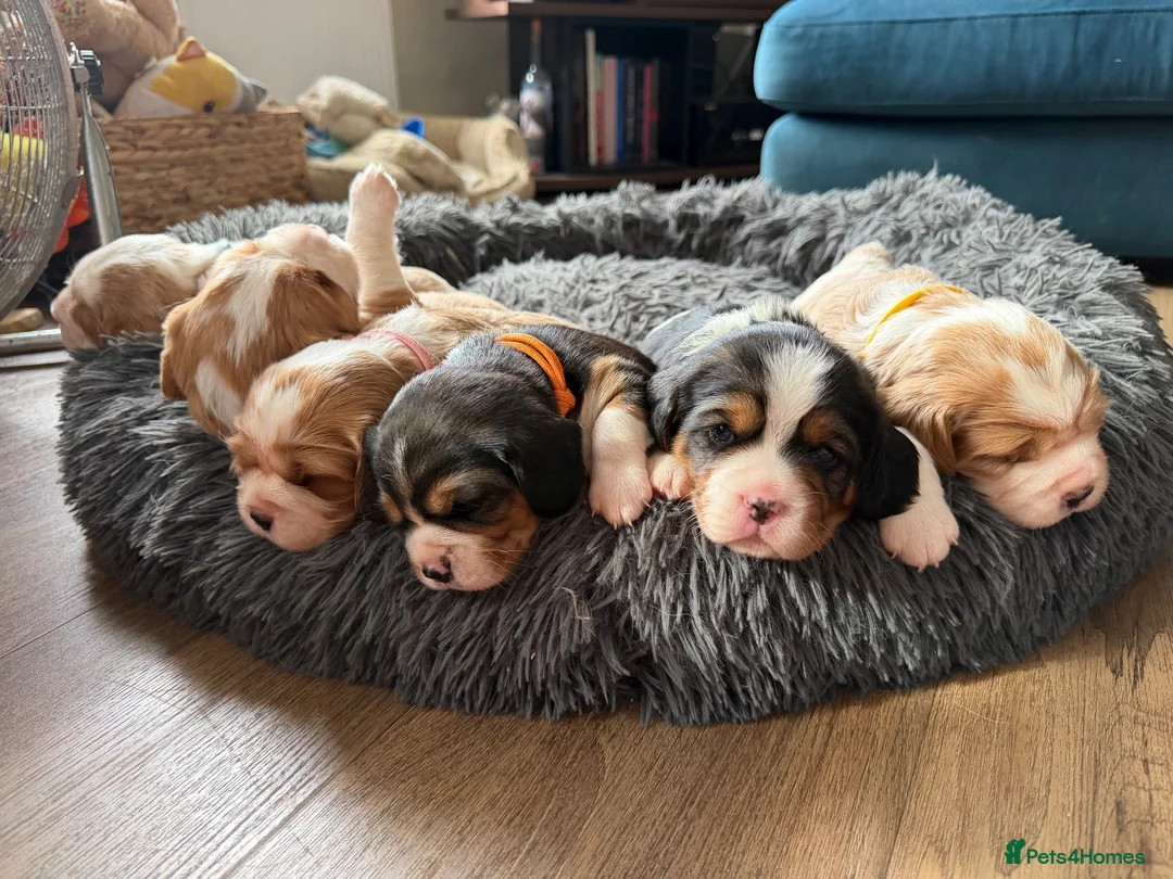 Beaglier dogs for sale: 🐾 Millie’s Beautiful Second & Final Litter 🐾 - Advert 1
