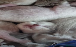 Ragdoll cats for sale: Adorable Ragdoll Kittens - READY NEXT WEEK - Image 11
