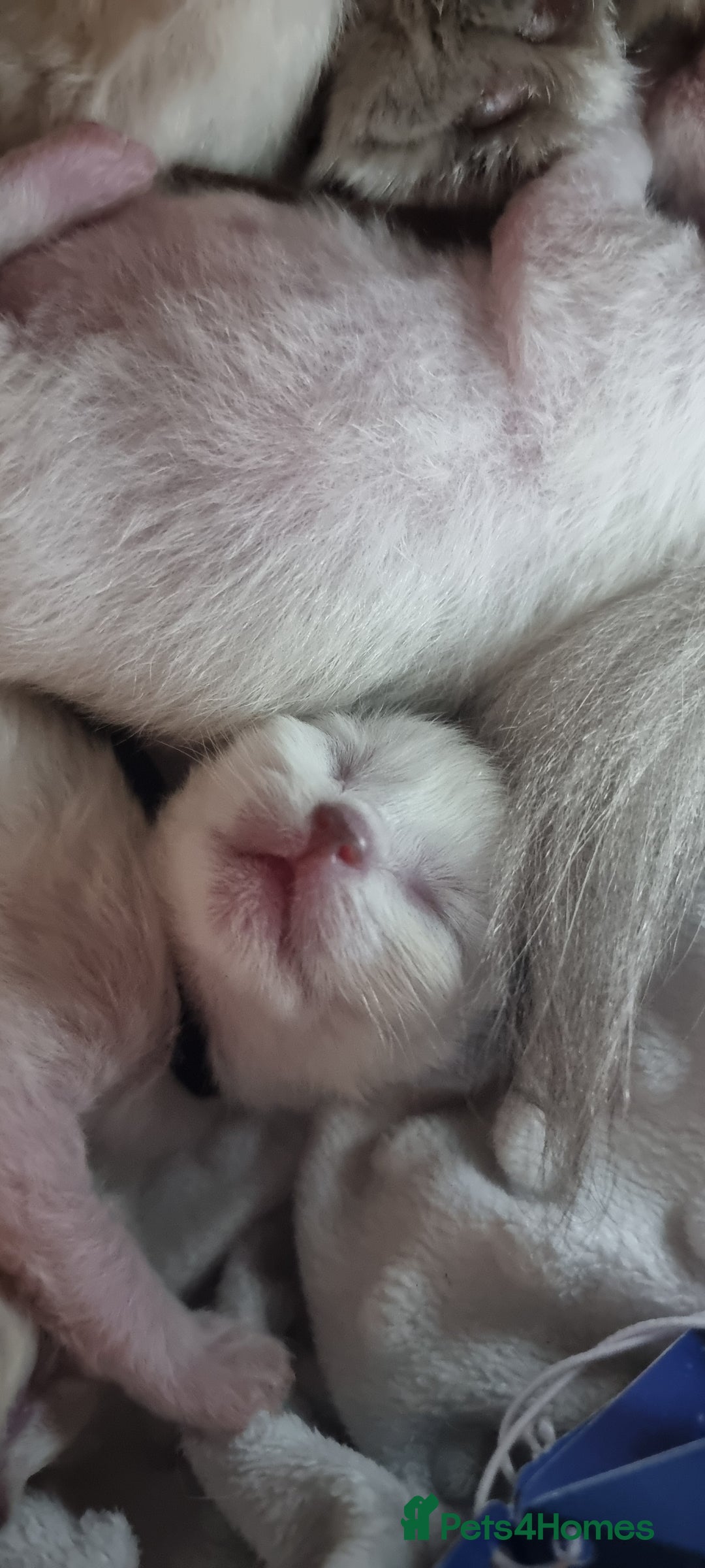 Ragdoll cats for sale: Adorable Ragdoll Kittens - READY NEXT WEEK - Image 11
