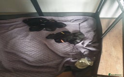 German Shepherd dogs for sale: German shepherd puppies  - Image 6