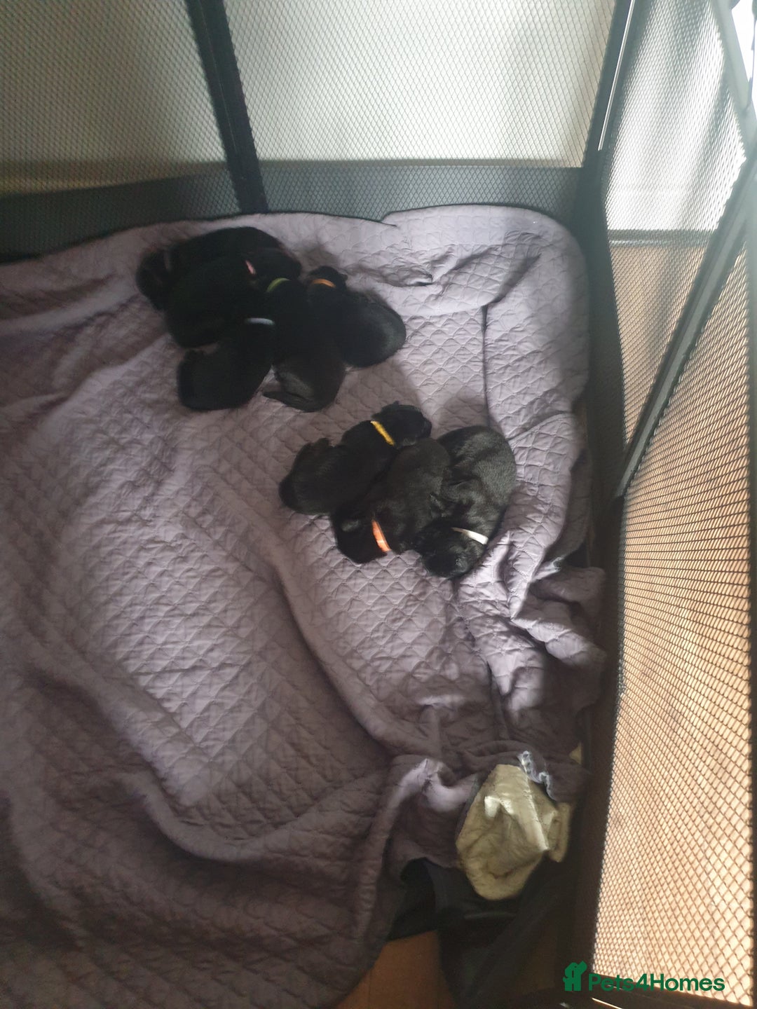 German Shepherd dogs for sale: German shepherd puppies  - Image 6