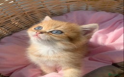 British Shorthair cats for sale: British Golden Shorthair kittens GCCF  - Image 11