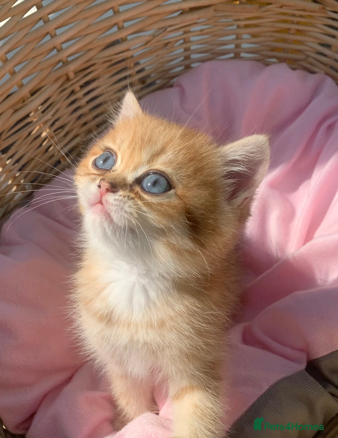British Shorthair cats for sale: British Golden Shorthair kittens GCCF  - Image 11