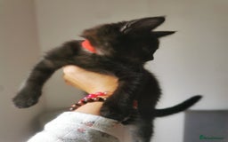 Bombay cats for sale: 6 beautiful Bombay kittens  - Image 19