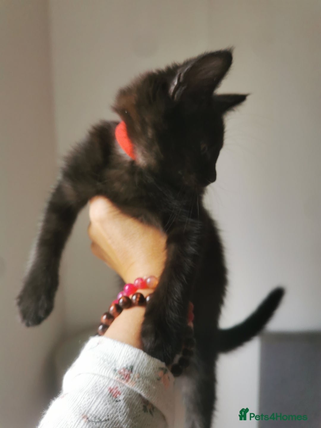 Bombay cats for sale: 6 beautiful Bombay kittens  - Image 19