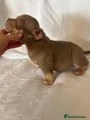 American Bully Puppy 4