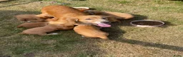 Cocker Spaniel dogs for sale: OFTW Kc working cocker spaniel pups  - Advert 2