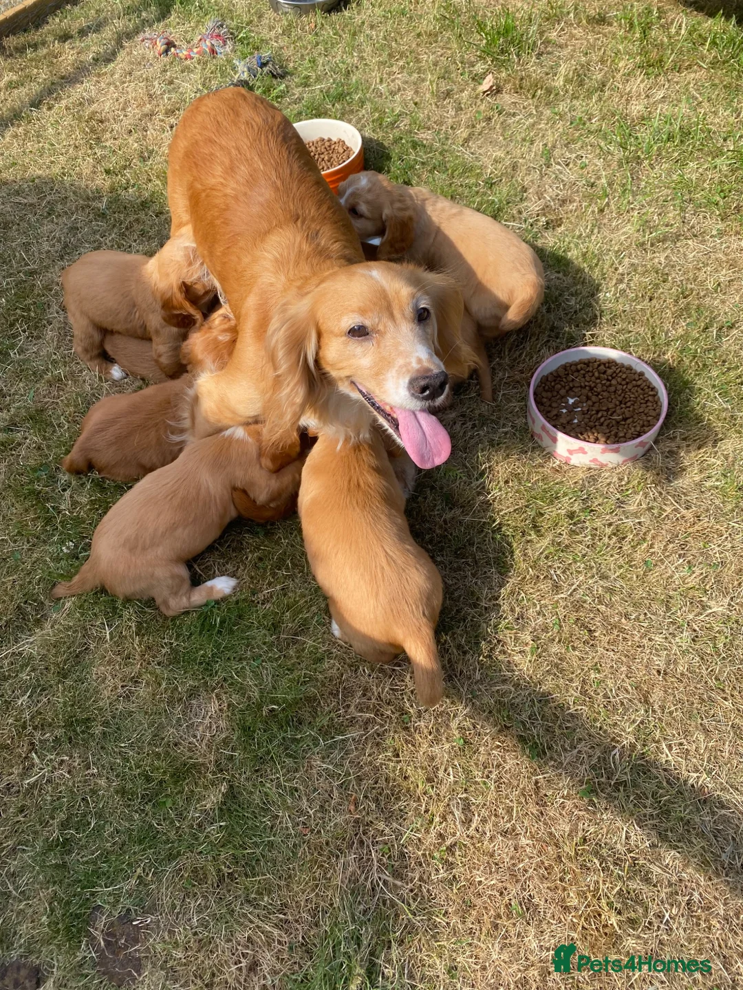 Cocker Spaniel dogs for sale: OFTW Kc working cocker spaniel pups  - Advert 2