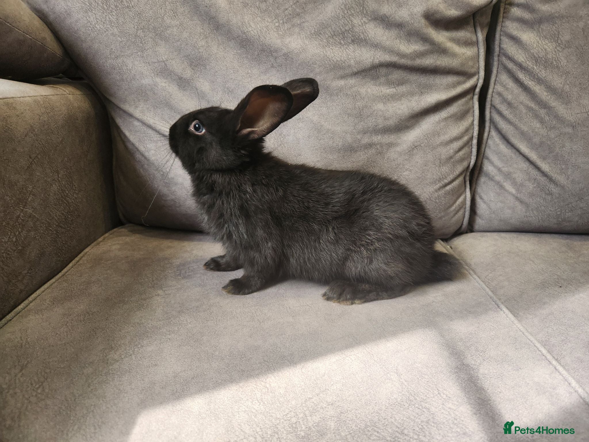 Mixed Breed rabbits 3 beautiful mixed breed rabbits see Description. - Advert 8